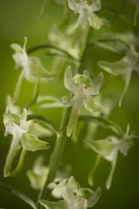 Round-leaved orchis (Habenaria orbiculata) flowers, New Brunswick, Canada, July Round-leaved orchis (Habenaria orbiculata) flowers, New Brunswick, Canada, July