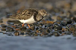 Ruddy turnstone (Arenaria interpres) feeding on shingle beach, Norfolk, England, UK Ruddy turnstone (Arenaria interpres) feeding on shingle beach, Norfolk, England, UK
