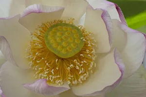 Sacred lotus (Nelumbo nucifera 'Charles Thomas') flower. Cultivated in glasshouse Sacred lotus (Nelumbo nucifera 'Charles Thomas') flower. Cultivated in glasshouse