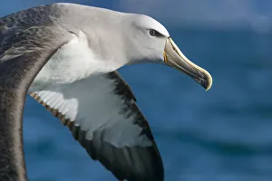 Salvin's albatross (Thalassarche salvini) flying at sea, closeup of head. Kaikoura Salvin's albatross (Thalassarche salvini) flying at sea, closeup of head. Kaikoura