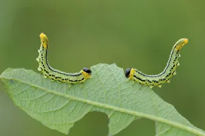 Sawfly larvae (Nematus pavidus) defensive posture, Peatlands Park, County Armagh Sawfly larvae (Nematus pavidus) defensive posture, Peatlands Park, County Armagh