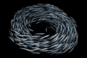 School of Blackfin barracuda (Sphyraena qenie) forming circle in open water off School of Blackfin barracuda (Sphyraena qenie) forming circle in open water off