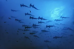 Schooling Scalloped hammerhead sharks (Sphyrna lewini) Cocos Island National Park Schooling Scalloped hammerhead sharks (Sphyrna lewini) Cocos Island National Park