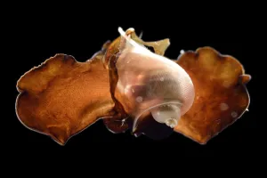 Sea butterfly (Peraclis bispinosa) captive deep sea species from Atlantic Ocean off Sea butterfly (Peraclis bispinosa) captive deep sea species from Atlantic Ocean off