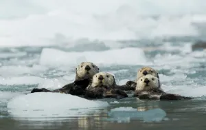 Sea otter (Enhydra lutris) group of four resting among sea ice, Alaska, USA, June Sea otter (Enhydra lutris) group of four resting among sea ice, Alaska, USA, June