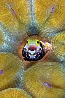 Secretary blenny (Acanthemblemaria maria) making a home in a deserved worm tube of Secretary blenny (Acanthemblemaria maria) making a home in a deserved worm tube of