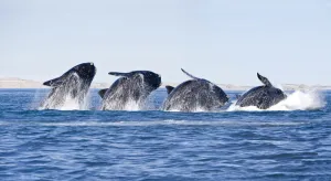 Sequence of a breaching Southern right whale (Eubalaena australis) Golfo Nuevo Sequence of a breaching Southern right whale (Eubalaena australis) Golfo Nuevo