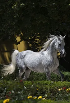 A Shagya Arab stallion (Equus caballlus) is shown in hand in the courtyard of the A Shagya Arab stallion (Equus caballlus) is shown in hand in the courtyard of the