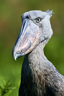 Shoebill stork (Balaeniceps rex) portrait. Swamps of Mabamba, Lake Victoria, Uganda Shoebill stork (Balaeniceps rex) portrait. Swamps of Mabamba, Lake Victoria, Uganda