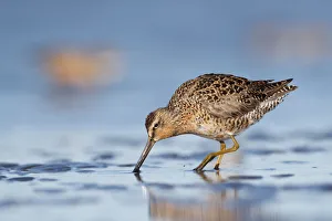 Short-billed Dowitcher (Limnodromus griseus) on mudflats. Grays Harbor County, Washington Short-billed Dowitcher (Limnodromus griseus) on mudflats. Grays Harbor County, Washington