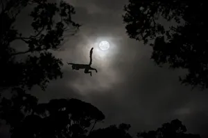 Silhouette of Red-fronted brown lemur (Eulemur rufus) leaping across gap in trees by Silhouette of Red-fronted brown lemur (Eulemur rufus) leaping across gap in trees by