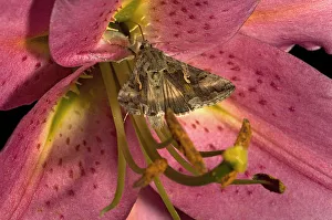 Silver Y moth (Autographa gamma) nectaring on Lily (Lilium 'Stargazer'). Surrey Silver Y moth (Autographa gamma) nectaring on Lily (Lilium 'Stargazer'). Surrey