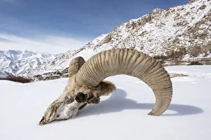 Skull of male Urial sheep (Ovis vignei) on snow covered slope. Himalayas near Ulley Skull of male Urial sheep (Ovis vignei) on snow covered slope. Himalayas near Ulley