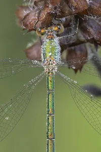 Small emerald damselfly (Lestes virens) female resting, dew droplets on body, close up Small emerald damselfly (Lestes virens) female resting, dew droplets on body, close up