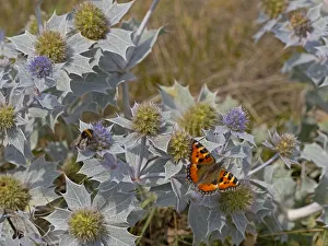 Small Tortoiseshell Butterfly (Aglais urticae) feeding on Sea holly (Eryngiums maritimum Small Tortoiseshell Butterfly (Aglais urticae) feeding on Sea holly (Eryngiums maritimum