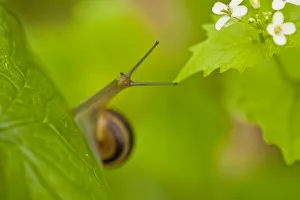 Snail on Garlic mustard (Alliaria petiolata) leaves, Hallerbos, Belgium, April 2009 Snail on Garlic mustard (Alliaria petiolata) leaves, Hallerbos, Belgium, April 2009