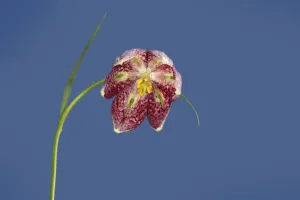 Snakes head fritillary (Fritillaria meleagris), view into flower with linear green Snakes head fritillary (Fritillaria meleagris), view into flower with linear green