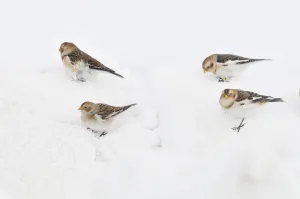 Snow Buntings (Plectrophenax nivalis) searching for food in snow, Cairngorms National Park Snow Buntings (Plectrophenax nivalis) searching for food in snow, Cairngorms National Park