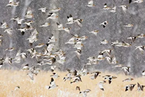 Snow buntings (Plectrophenax nivalis) flock in flight during a snowstorm, New York, USA Snow buntings (Plectrophenax nivalis) flock in flight during a snowstorm, New York, USA