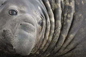 Southern Elephant Seal bull (Mirounga leonina) close up portrait, King Haakon Bay Southern Elephant Seal bull (Mirounga leonina) close up portrait, King Haakon Bay