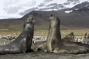 Southern elephant seal (Mirounga leonina), fight between two males, Saint Andrew Southern elephant seal (Mirounga leonina), fight between two males, Saint Andrew