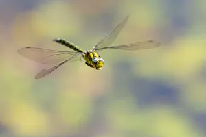 Southern hawker (Aeshna cyanea) dragonfly in flight, Broxwater, Cornwall, UK. August Southern hawker (Aeshna cyanea) dragonfly in flight, Broxwater, Cornwall, UK. August