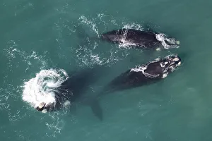 Southern right whales (Eubalaena australis) aerial view of three adullts engaged in Southern right whales (Eubalaena australis) aerial view of three adullts engaged in