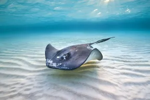 Southern stingray (Hypanus americanus) female swimming over a shallow sand bank Southern stingray (Hypanus americanus) female swimming over a shallow sand bank
