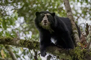 Spectacled or Andean bear (Tremarctos ornatus) Maquipucuna, Pichincha, Ecuador Spectacled or Andean bear (Tremarctos ornatus) Maquipucuna, Pichincha, Ecuador