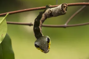 Sphinx hawk moth (Hemeroplanes triptolemus) caterpillar, snake mimic species, Amarakaeri Sphinx hawk moth (Hemeroplanes triptolemus) caterpillar, snake mimic species, Amarakaeri