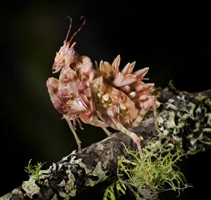 Spiny flower mantis (Pseudocreobotra wahlbergii) captive, from South and East Africa Spiny flower mantis (Pseudocreobotra wahlbergii) captive, from South and East Africa