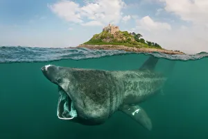 A split level digital composite showing a Basking shark (Ceterhinus maximus) feeding A split level digital composite showing a Basking shark (Ceterhinus maximus) feeding