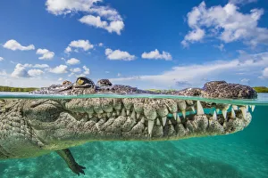 Split level photo of an American crocodile (Crocodylus acutus) floating at the surface Split level photo of an American crocodile (Crocodylus acutus) floating at the surface