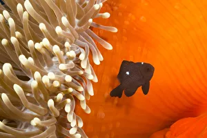 Three spot damselfish (Dascyllus trimaculatus) with Sea anemone home, Yap, Micronesia Three spot damselfish (Dascyllus trimaculatus) with Sea anemone home, Yap, Micronesia