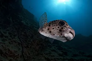 Spotfin Burrfish (Chilomycterus reticulatus), Socorro Island, Revillagigedo Archipelago Spotfin Burrfish (Chilomycterus reticulatus), Socorro Island, Revillagigedo Archipelago