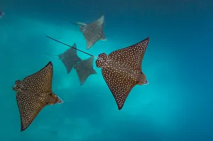 Spotted eagle ray (Aetobatus narinari) Kicker Rock, San Cristobal Island, Galapagos Spotted eagle ray (Aetobatus narinari) Kicker Rock, San Cristobal Island, Galapagos