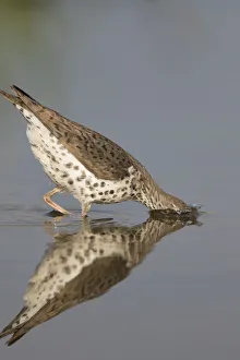 Spotted sandpiper (Actitis macularius), with head submerged as it jabs at underwater prey Spotted sandpiper (Actitis macularius), with head submerged as it jabs at underwater prey