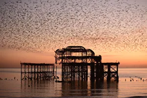 Starling (Sturnus vulgaris) murmuration at sunset, West Pier, Brighton, England, UK Starling (Sturnus vulgaris) murmuration at sunset, West Pier, Brighton, England, UK