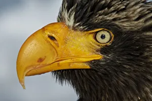 Steller's Eagle (Haliaeteus pelagicus) close up of head and beak, Hokkaido, Japan Steller's Eagle (Haliaeteus pelagicus) close up of head and beak, Hokkaido, Japan