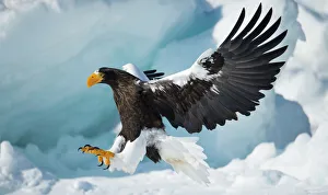 Steller's sea-eagle (Haliaeetus pelagicus) landing on pack ice, Hokkaido, Japan Steller's sea-eagle (Haliaeetus pelagicus) landing on pack ice, Hokkaido, Japan