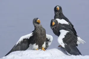 Steller's sea eagle (Haliaeetus pelagicus) three eagles beside Lake Kuril, Kamchatka Steller's sea eagle (Haliaeetus pelagicus) three eagles beside Lake Kuril, Kamchatka