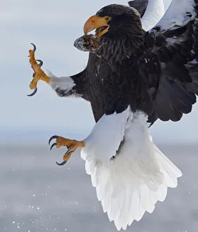 Steller's Sea Eagle (Haliaeetus pelagicus) with prey in beak in mid-air, Hokkaido Steller's Sea Eagle (Haliaeetus pelagicus) with prey in beak in mid-air, Hokkaido