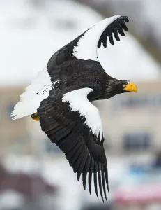 Steller's sea-eagle (Haliaeetus pelagicus) in flight, Hokkaido, Japan, February Steller's sea-eagle (Haliaeetus pelagicus) in flight, Hokkaido, Japan, February