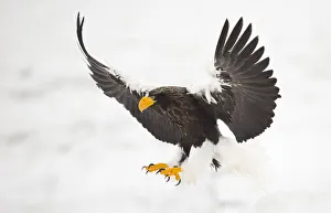 Steller's sea eagle (Haliaeetus pelagicus) in flight, about to land, Japan, February Steller's sea eagle (Haliaeetus pelagicus) in flight, about to land, Japan, February