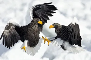 Steller's Sea Eagles (Haliaeetus pelagicus) fighting on ice floe, Hokkaido, Japan Steller's Sea Eagles (Haliaeetus pelagicus) fighting on ice floe, Hokkaido, Japan