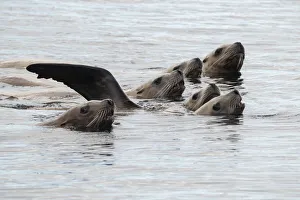 Stellers sea lions (Eumetopias jubatus) off the coast of the Great Bear Rainforest Stellers sea lions (Eumetopias jubatus) off the coast of the Great Bear Rainforest