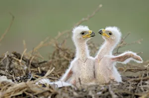 Two Steppe eagle (Aquila nipalensis) chicks in their nest Two Steppe eagle (Aquila nipalensis) chicks in their nest