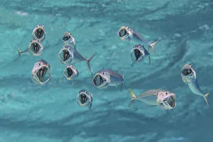 Striped mackerel (Rastrelliger kanagurta) with mouths wide open as they swim through the Striped mackerel (Rastrelliger kanagurta) with mouths wide open as they swim through the