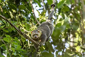 Sulawesi bear cuscus or Sulawesi bear phalanger (Ailurops ursinus) adult in forest canopy Sulawesi bear cuscus or Sulawesi bear phalanger (Ailurops ursinus) adult in forest canopy