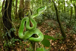 Sumatran pit viper (Trimeresurus sumatranus) juvenile on tree trunk, in tropical rainforest Sumatran pit viper (Trimeresurus sumatranus) juvenile on tree trunk, in tropical rainforest